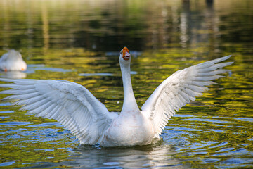 Fototapeta premium Duck on the water