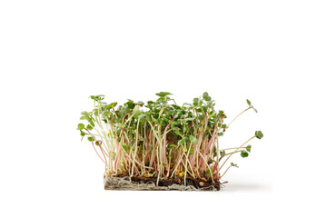 Microgreens. Sprouting Microgreens. Seed Germination at home.  Micro green sprouts of radish isolated on white background. Green living concept. Organic food.