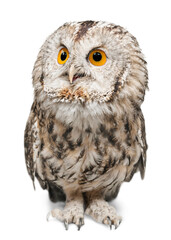 Eagle Owl