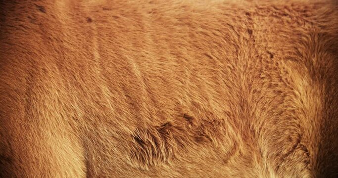 The body of a brown horse close-up. the horse shudders to drive away the insects. wool and skin of a horse grazing in the meadow.