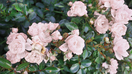 Obraz na płótnie Canvas Garden tea roses
