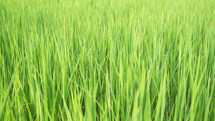 Jasmine Rice Plant Background,Empty Counter Cooking with Orgarnic Rice Tree,Garden Farmer in Thailand, Traditional raw Food Vegaetarian for Asian,Nature Garden.