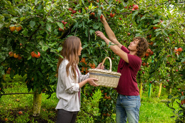 Two people harvesting fresh fruit in the orchard