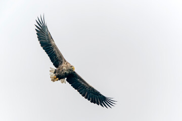 white tailed eagle (Haliaeetus albicilla) flies above the water of the oder delta in Poland, europe. Copy space.
                   