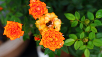 Orange roses are blooming on the rose tree