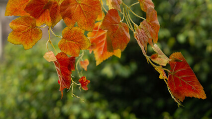 the leaves in autumn are red and yellow