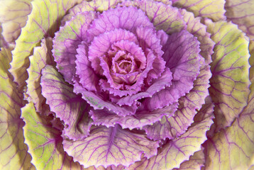 Ornamental cabbage leaves close up