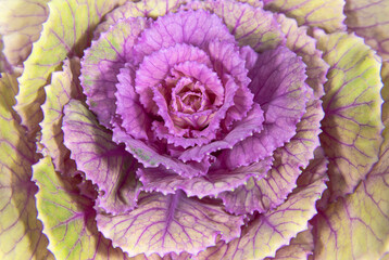 Obraz premium Ornamental cabbage leaves close up