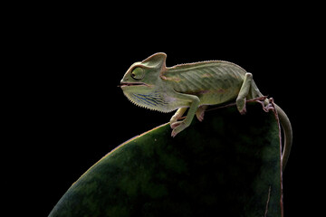 chameleon on a leaf