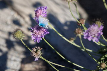 Beautiful Blue Butterfly over Purple Flowers in the Italian Alps