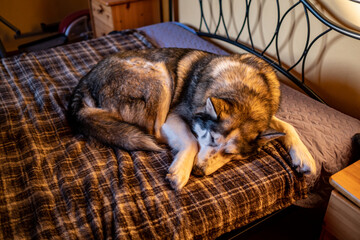 portrait of Siberian husky dog sleeping in human bed