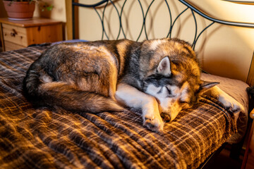 portrait of Siberian husky dog sleeping in human bed