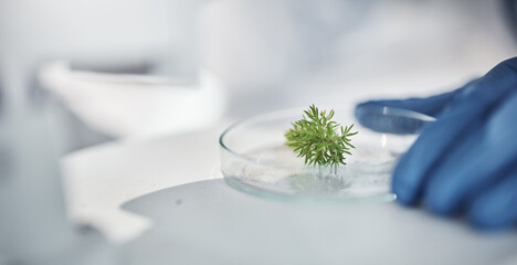 Science, research and hands with plants in petri dish for horticulture lab test, examination and...