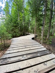 wooden bridge in the forest