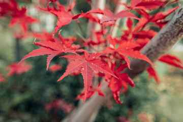 autumn leaves on the tree
