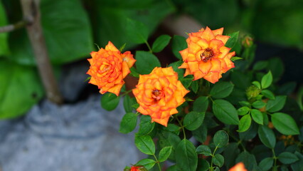 Orange roses are blooming on the rose tree