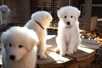 A white fluffy large Italian Shepherd puppy is sitting on a wooden surface on the street next to other puppies