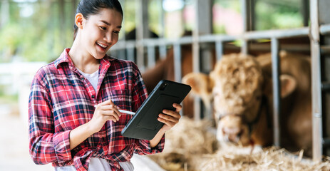 Asian young farmer woman with tablet pc computer and cows in cowshed on dairy farm. Agriculture...