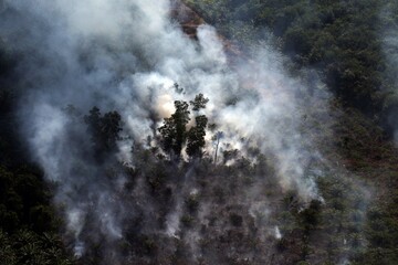 Haze rising from an oil palm plantation and forest in Riau