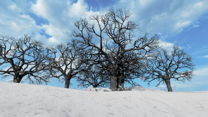 Fototapeta na wymiar Large trees in a cold winter park