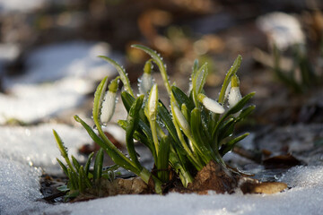 snowdrops in snow