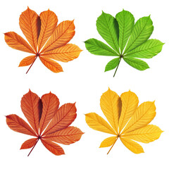 Autumn leaves of chestnut tree (Aesculus hippocastanum) isolated on transparent background, PNG.