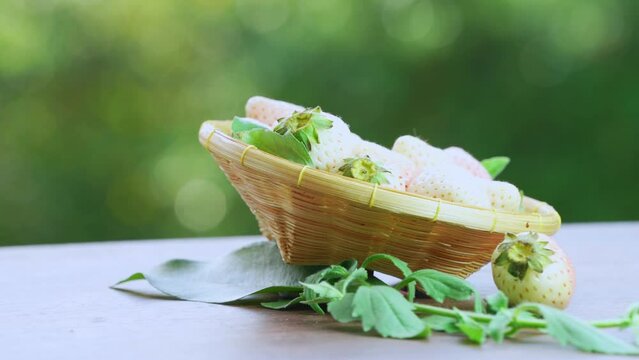 Pink snow strawberry in wooden basket on blurred greenery background, White and Pink snow Strawberries on wooden table in garden.