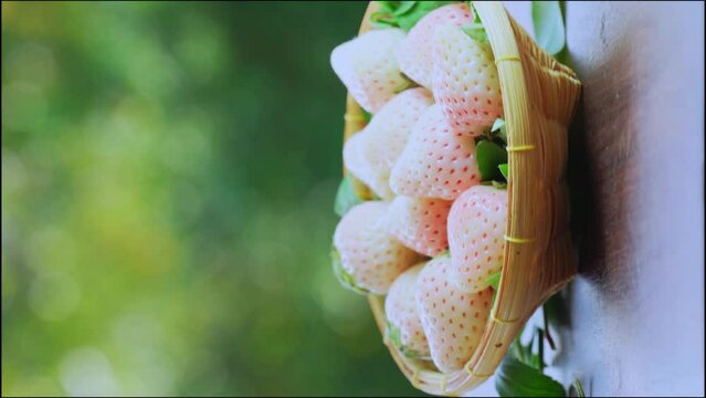 Pink snow strawberry in wooden basket on blurred greenery background, White and Pink snow Strawberries on wooden table in garden.