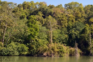 trees on the lake