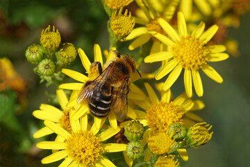 Closeup of female bee Dasypoda hirtipes, subfamily Dasypodainae, family Megachilidae on flowers of common ragwort (Jacobaea vulgaris). Blurred background. Summer, August, in a Dutch garden.