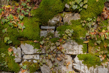 Old natural stone wall covered with green moss and ivy for natural background