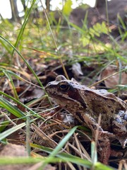 frog in the grass