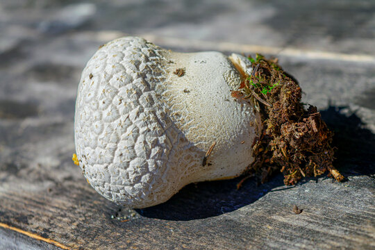 Mushroom puffball lies on the background of an old wooden table.