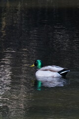 mallard in a pond