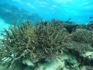 Fototapeta na wymiar 珊瑚礁、水温上昇後の様子