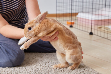 Thoroughbred decorative rabbit mini rex in the hands of the owner close-up. The cage or aviary is...