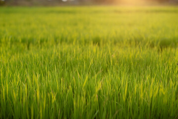 Fresh green rice shoots in spring on a soft focus field. Growing young green rice seedlings in agricultural fields Agricultural scene with rice tops in the soil.