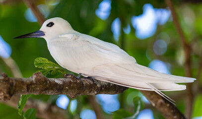 Close up of a White tern (Gygis alba) at Cousin island, Seychelles 