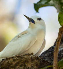 Portrait view of a White tern (Gygis alba) at Cousin island, Seychelles