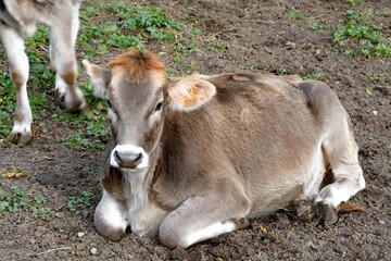 gros plan d'une jeune vache se reposant dans un champ avec sa belle robe beige clair et nous regardant passer sur un chemin pr&ecirc;t d'issoire dans le puy de mode