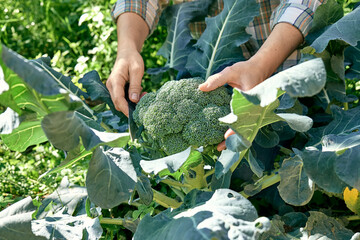 Broccoli plant growing in vegetable garden. Hands of woman gardener cutting ripe broccoli. Seasonal...