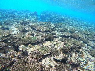 Fototapeta na wymiar 環境問題、死んだサンゴに集まる魚