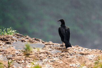 condor sitting on a rock in nature