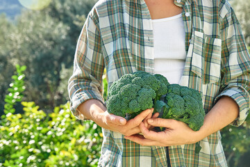 Woman holding ripe fresh green broccoli harvested in vegetable garden. Seasonal healthy eating....
