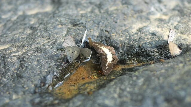Whitethorn Butterflies Drinking Water from Stones Surface at Rainforest Waterfall High Quality 4K Macro Closeup Insects Wildlife Footage.