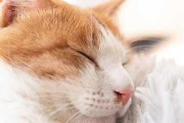 窓辺で眠る猫　茶トラ白