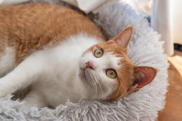 窓辺の猫　茶トラ白