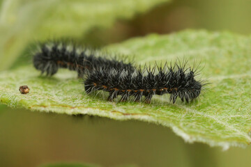 Natural closeup on a caterpillar of the small emperor moth, Saturnia pavonia on a Willow, Salix leaf