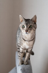 可愛い猫　サバトラ猫