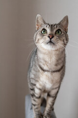 可愛い猫　サバトラ猫